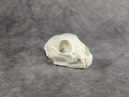 Eurázsiai Hiúz Koponya