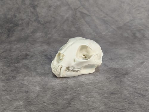 Eurázsiai Hiúz Koponya