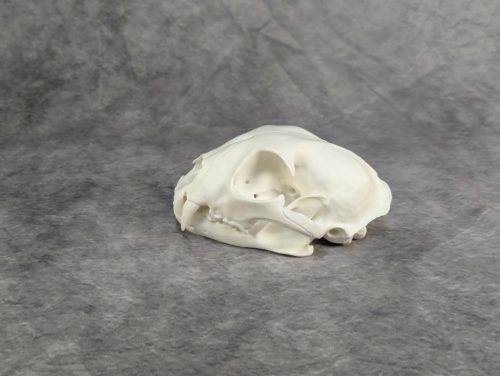 Eurázsiai Hiúz Koponya