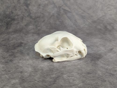 Eurázsiai Hiúz Koponya