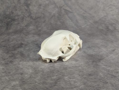 Eurázsiai Hiúz Koponya