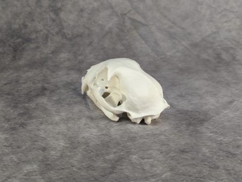 Eurázsiai Hiúz Koponya