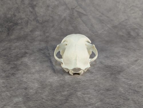 Eurázsiai Hiúz Koponya