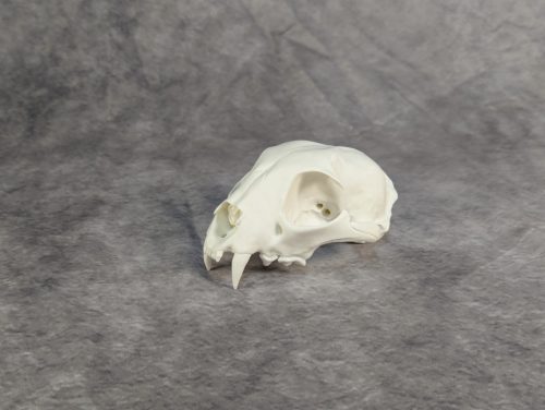 Eurázsiai Hiúz Koponya