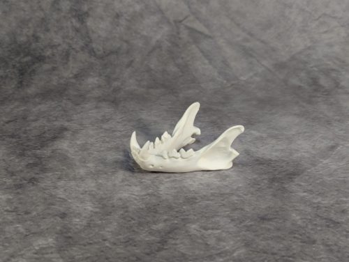 Eurázsiai Hiúz Koponya