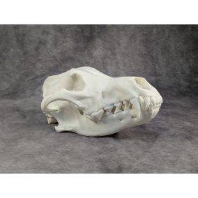 Szürke Farkas koponya