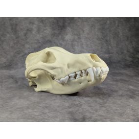 Szürke farkas koponya