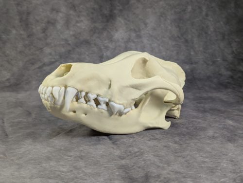 Szürke farkas koponya