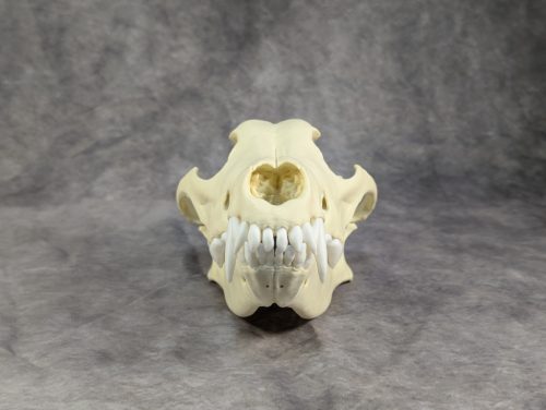 Szürke farkas koponya