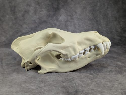 Szürke farkas koponya