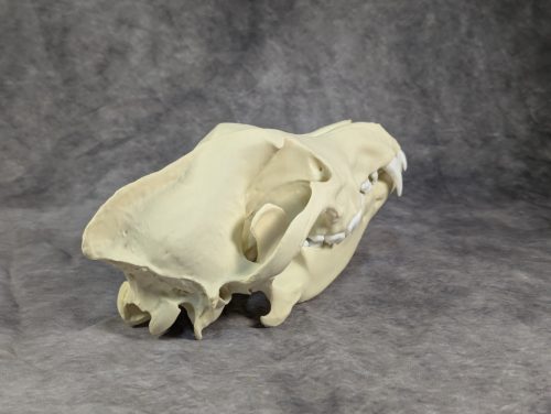 Szürke farkas koponya