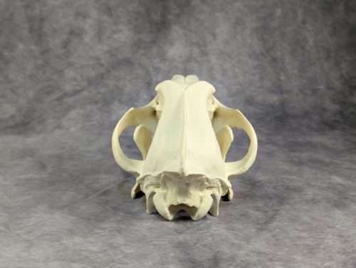 Szürke farkas koponya