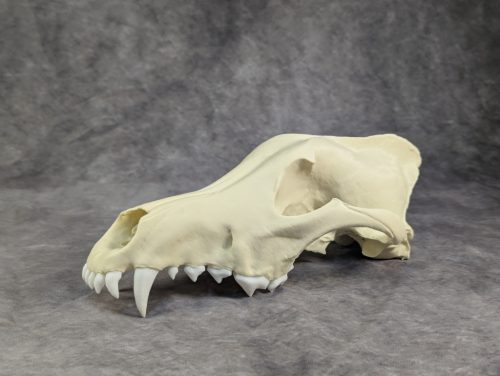 Szürke farkas koponya