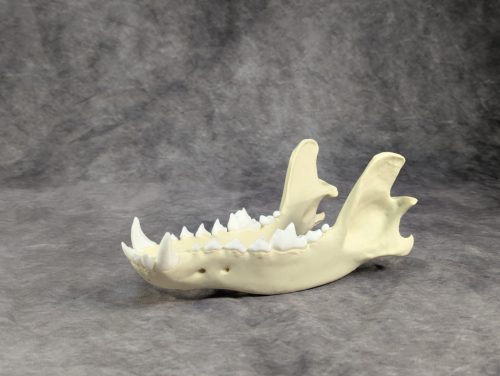 Szürke farkas koponya