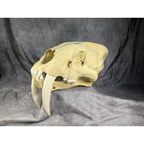 Smilodon Fatalis koponya