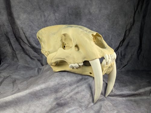 Smilodon Fatalis koponya