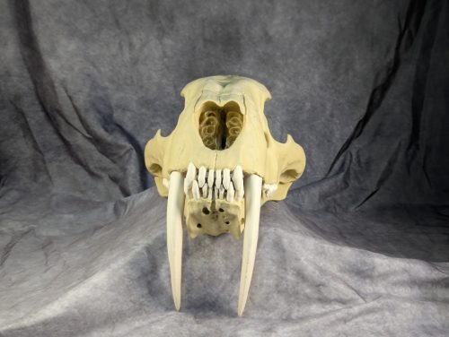 Smilodon Fatalis koponya