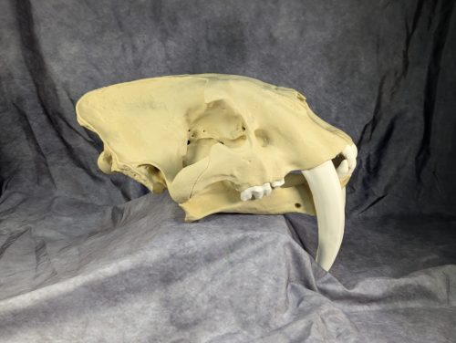 Smilodon Fatalis koponya