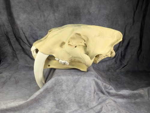 Smilodon Fatalis koponya