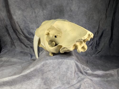 Smilodon Fatalis koponya