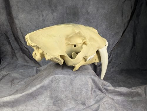 Smilodon Fatalis koponya