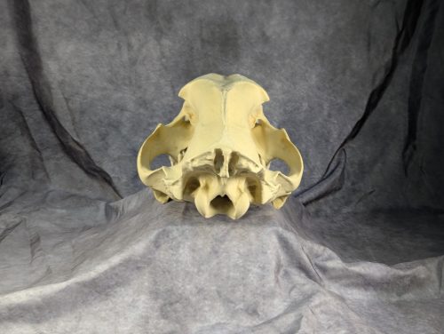 Smilodon Fatalis koponya