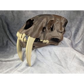 Smilodon Fatalis koponya