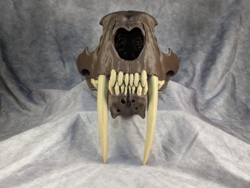 Smilodon Fatalis koponya