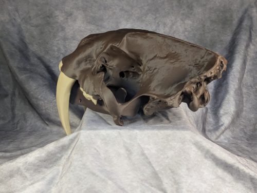 Smilodon Fatalis koponya