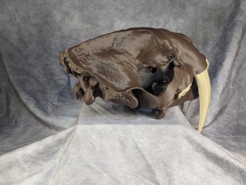 Smilodon Fatalis koponya