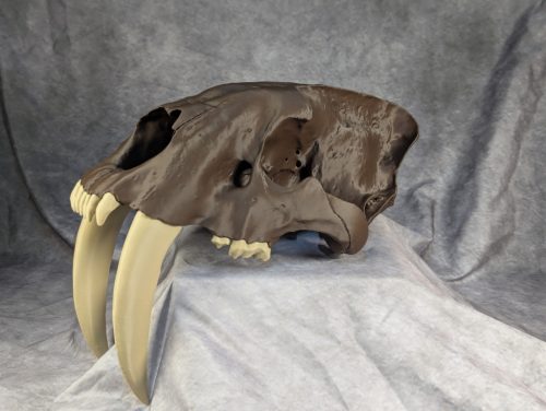 Smilodon Fatalis koponya