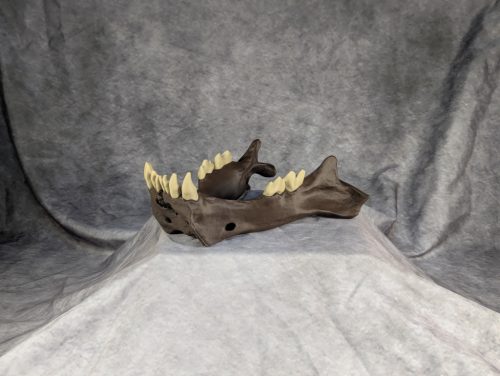 Smilodon Fatalis koponya