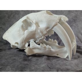 Smilodon Fatalis koponya