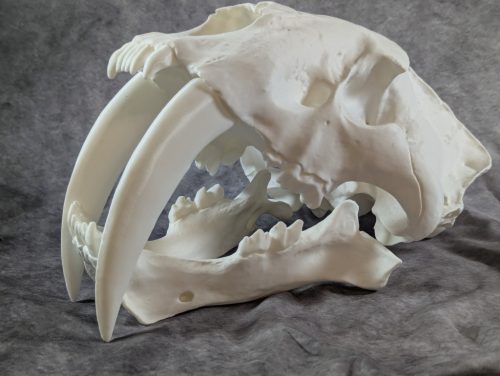 Smilodon Fatalis koponya