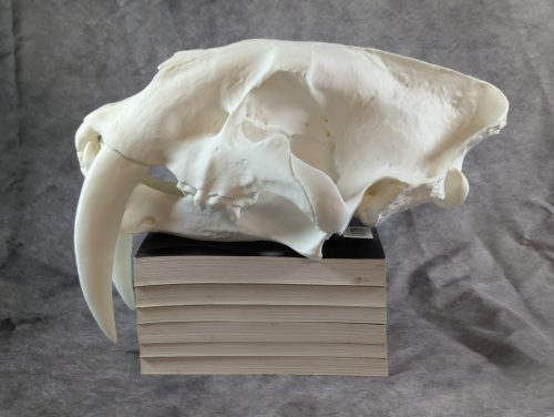 Smilodon Fatalis koponya