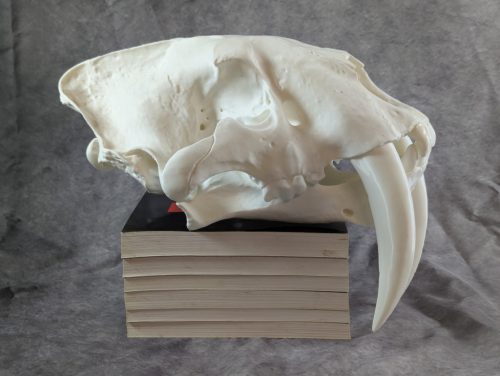 Smilodon Fatalis koponya