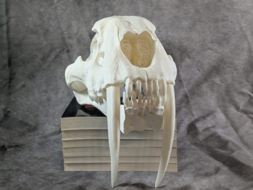 Smilodon Fatalis koponya