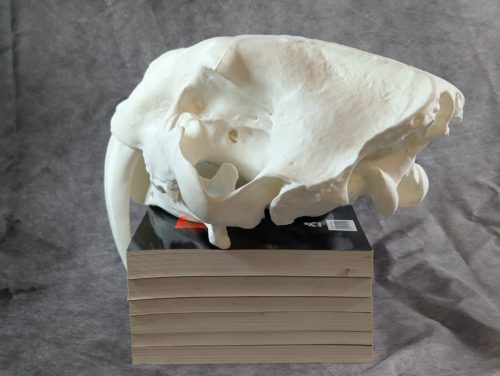 Smilodon Fatalis koponya