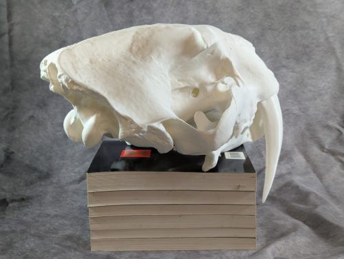 Smilodon Fatalis koponya