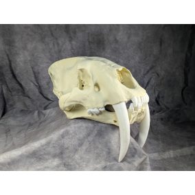 Smilodon Fatalis koponya