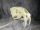 Smilodon Fatalis koponya