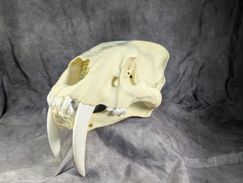 Smilodon Fatalis koponya