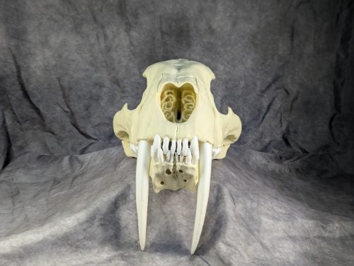 Smilodon Fatalis koponya