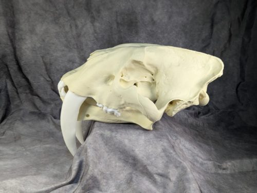 Smilodon Fatalis koponya
