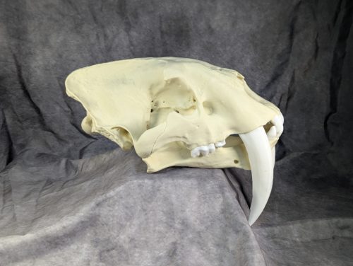 Smilodon Fatalis koponya