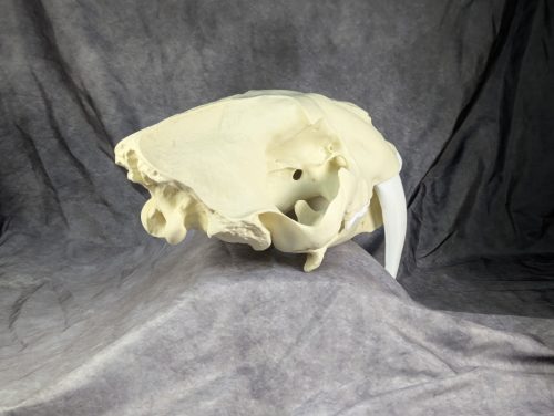 Smilodon Fatalis koponya