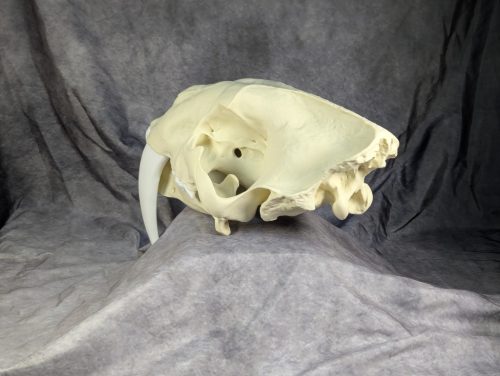 Smilodon Fatalis koponya