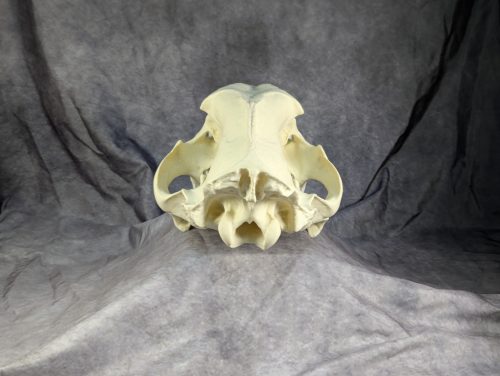 Smilodon Fatalis koponya