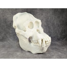 Szumátrai Orángután koponya