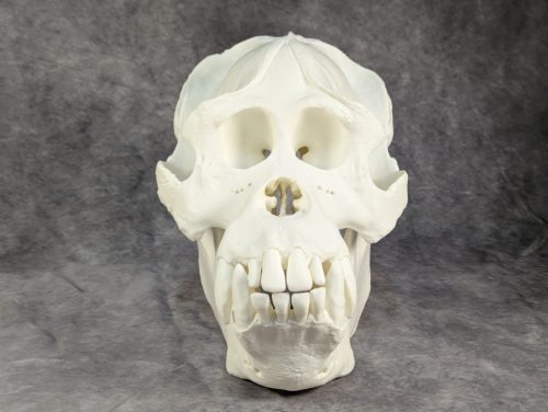 Szumátrai Orángután koponya